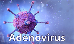 Virus adeno là gì và cách điều trị bệnh một cách hiệu quả